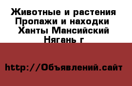 Животные и растения Пропажи и находки. Ханты-Мансийский,Нягань г.